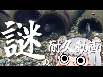 謎の耐久動画part3