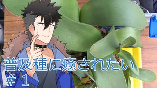 【多肉植物】センペラーは普及種に癒されたい＃1【ソフトウェアトーク劇場】