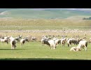 New zealand sheep farm. リーウェイジャパン株式会社