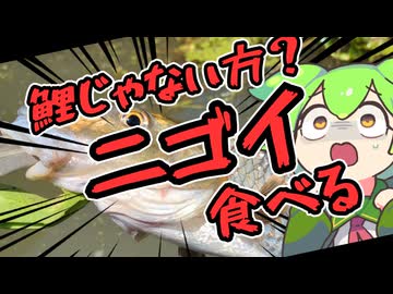 お腹がすいたらニゴイ食べればいいじゃない