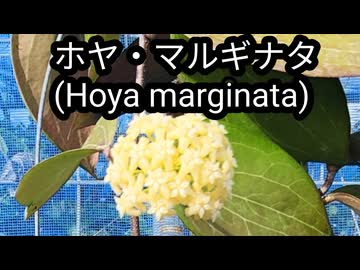 ホヤ・マルギナタ(Hoya marginata)