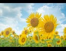 【小6が曲作ってみた】oh yes
