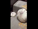 あまりにもそっくりすぎる僕たち