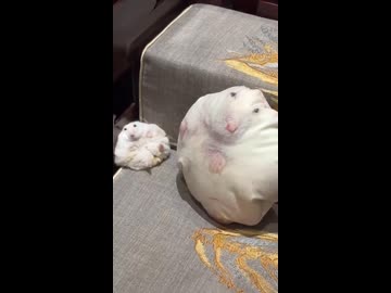 あまりにもそっくりすぎる僕たち