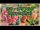 ホヤ・メリフルア(Hoya meliflua)