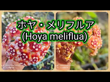 ホヤ・メリフルア(Hoya meliflua)