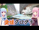 【釣りのあとには♪】瀬戸内の謎魚・クログチを釣る！【ボ釣りオフ】