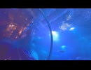 【ローカロリー動画】景色が毎回違うから何周もしちゃう！【アクアチューブ】