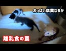母乳大好きな子猫の離れた所に離乳食を置いてみると…