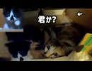 壁の隙間で寝る子猫「その横で初うんち発見！」君か？