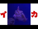NPC感のあるイカ