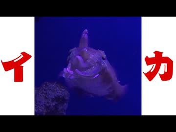 NPC感のあるイカ