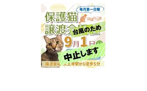 保護ねこの家譲渡会中止のお知らせ。