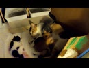子猫が一匹いなくなった！どこ？「こんなところに…」