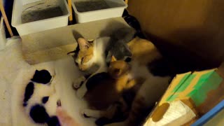 子猫が一匹いなくなった！どこ？「こんなところに…」