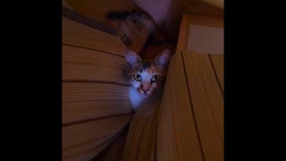 【ショート】母猫と子猫のお産箱の運命