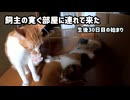 母猫が子猫を一匹だけ移動して授乳「他の姉妹は押入れに残される」【生後30日目の始まり】