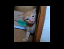 【ショート】子猫の大冒険
