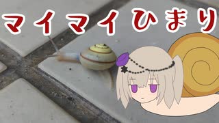 マ　イ　マ　イ　ひ　ま　り【冥鳴ひまり誕生祭2024】