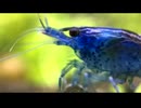 アイマスとエビの動画(揉みもあるよ)