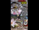 【Ai作曲】「シにタえるバショ」【ハウスVer2】【作詞：高木甲介】【作曲と歌唱：SunoAi】