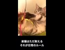 ネコリズ