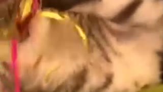 ネコリズ