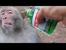 ホモと見る酒飲みと化したサル