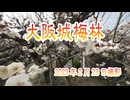 【梅】大阪城梅林（2023年2月23日撮影）4K/60P