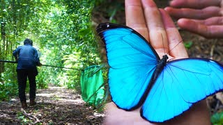 南米アマゾンのジャングルでモルフォチョウを捕まえる