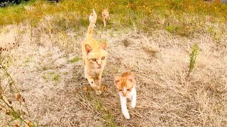 島の猫ちゃん全員集合!　大人猫を追い越して1番に駆け寄って来る子猫が可愛過ぎる