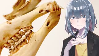 「ポルボロン(下顎)」