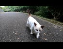 顔見たら全力で走ってくる子猫達が可愛過ぎる