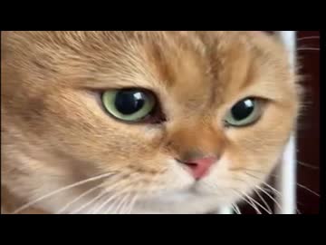 ホモと見るみんな大好きな例の猫２