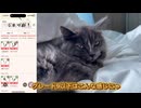 モンハンnow一周年記念！メダルと武器を公開します。