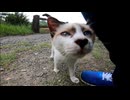 黒猫の子猫が近づいてきたのでナデナデしたら足下には別の子猫がモフられに来ていた