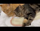 添い寝猫
