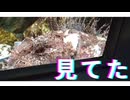 ２匹の魚