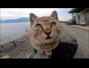 隣に座るとすぐに膝の上に乗ってくる子猫、それを見てお兄さん猫は