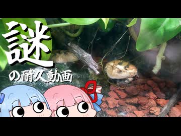 謎の耐久動画part4