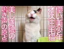 病弱美少年オス三毛猫、その儚い鈴の鳴き声