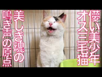 病弱美少年オス三毛猫、その儚い鈴の鳴き声