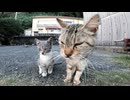 何にでも興味津々な野良子猫の縄張りパトロールが可愛過ぎる