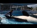 ▶Backstage of SeaWorld's Believe