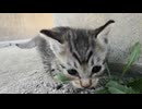 兄弟で遊ぶ公園の野良子猫がカワイ過ぎる。
