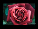 N,f 〜名も無き花が一輪〜　よっしーJr.
