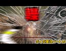 【VOICEVOX実況プレイ】イノシシに轢かれる靴下　エルデンリングpart10