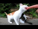 野良猫の子猫がゴロゴロ言いながらモフられにやって来た