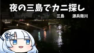 夜の三島でカニ探し　
