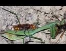 ホモと見るハチを食ってるカマキリを食らうハチ